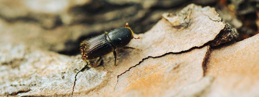 Comprendre la nature des risques