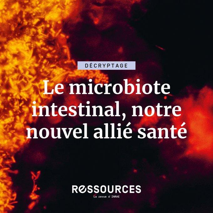 Le microbiote intestinal, notre nouvel allié santé ?