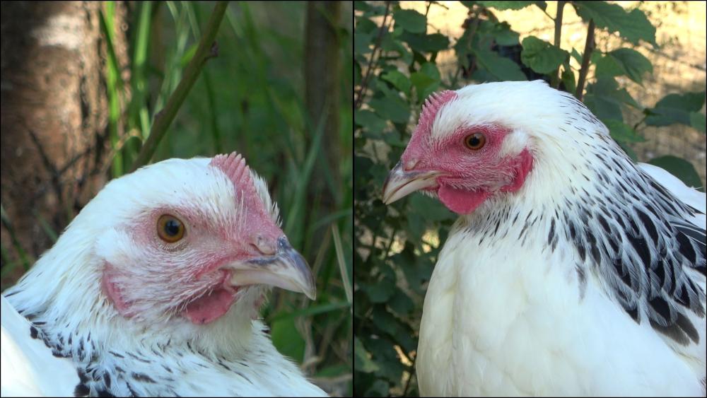 Les poules aussi rougissent d’émotions