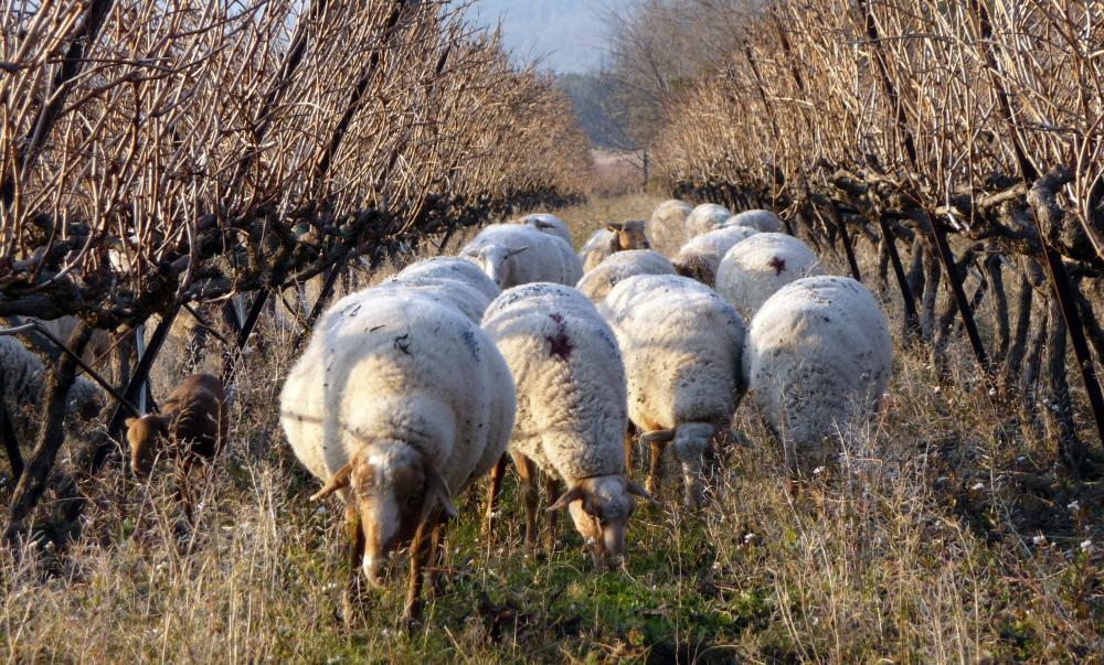 RMT Systèmes de polyculture-élevage