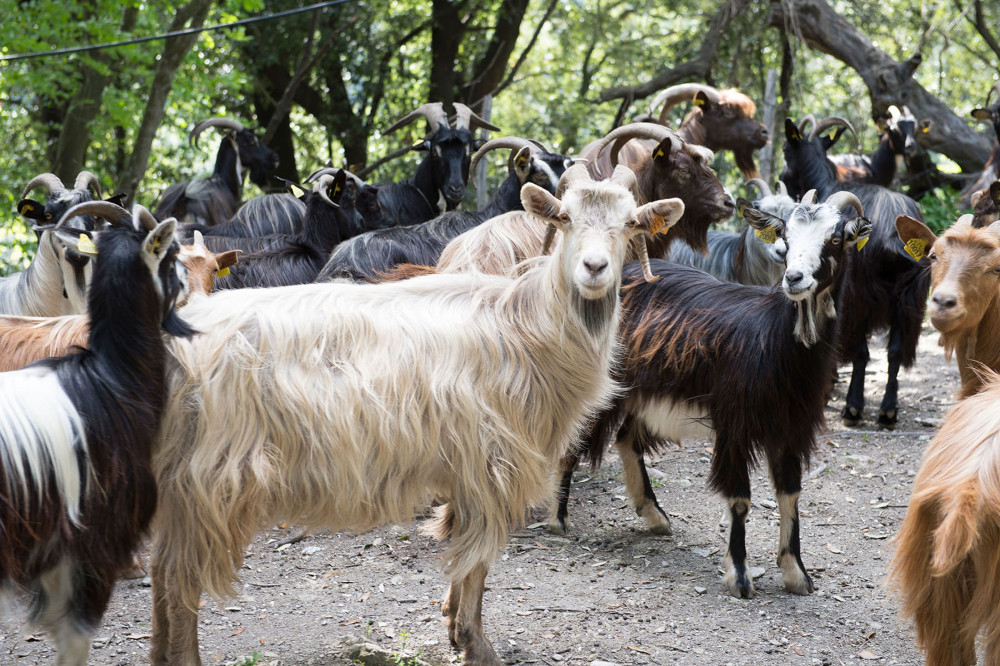 Quel avenir pour l’élevage en Corse ?