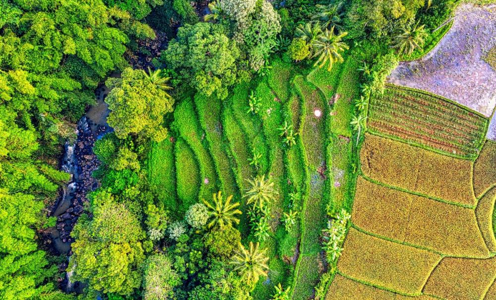 Durabilité des systèmes pour la sécurité alimentaire : combiner les approches locales et globales