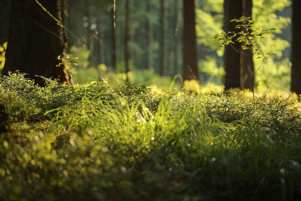 Two Franco-Chinese laboratories committed to plant biosecurity