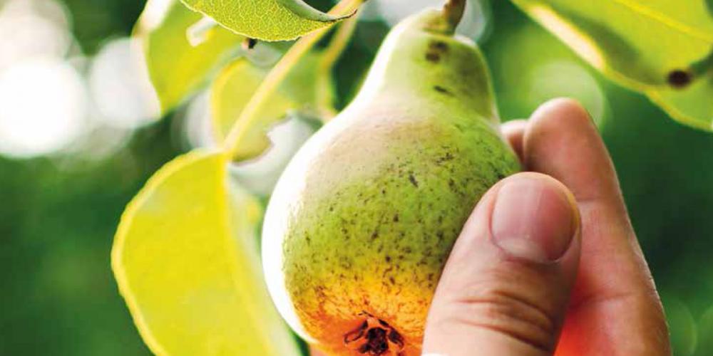 Organic Farming: a radical change of scale?