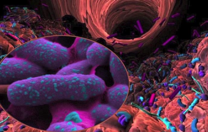 [Vidéo] Stress et dépression, le microbiote impliqué