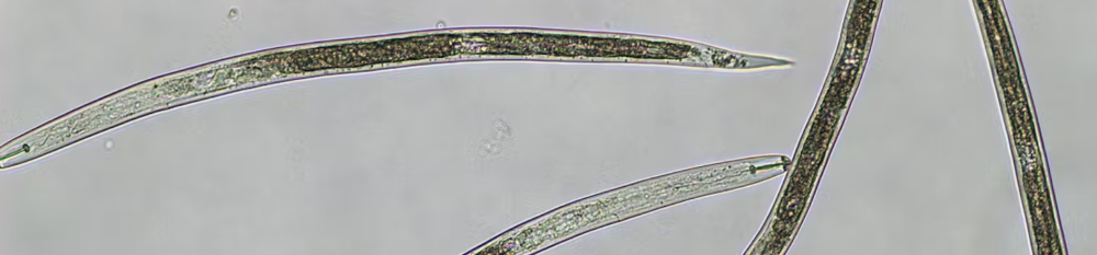 Les nématodes, des vers omniprésents à la résistance extrême
