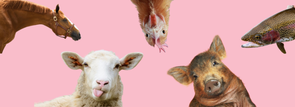 5 faits étonnants sur l'intelligence des animaux