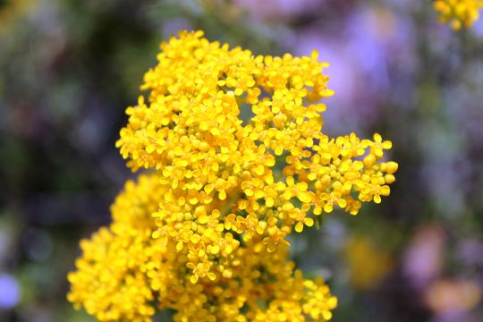 Extraire du nickel avec des plantes