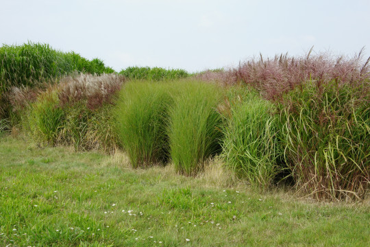 Discovery of novel alleles controlling flowering-time in Miscanthus sinensis
