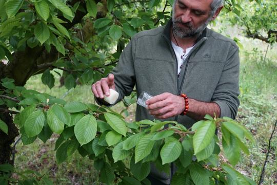Ganaspis kimorum : une micro-guêpe pour protéger les cerises