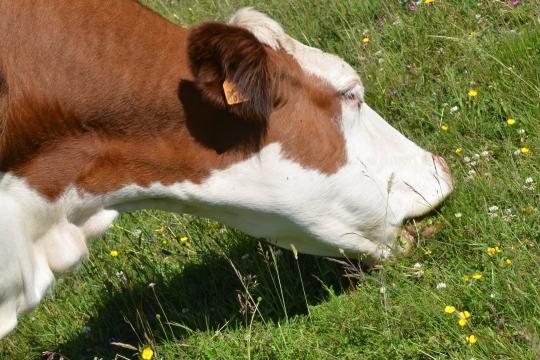 Impact du pâturage sur la qualité des produits