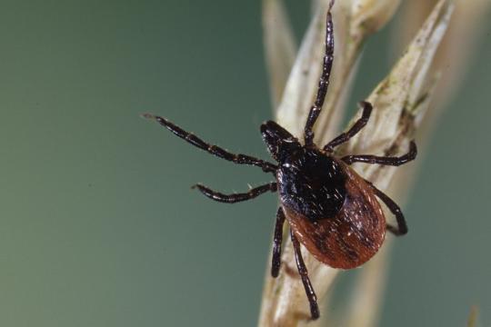 Même piqué par une tique infectée, vous n’attraperez pas forcément la maladie de Lyme
