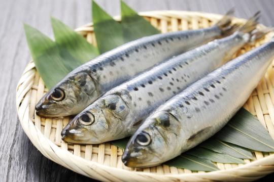 Des ingrédients marins naturels pour booster le cerveau vieillissant ?