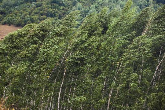 Le vent forge la résistance mécanique des arbres et influe sur leur croissance