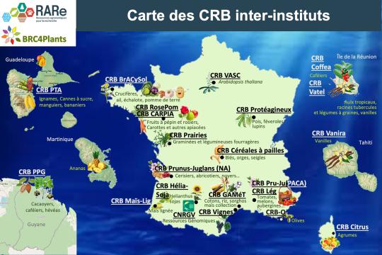BRC4Plants : Histoire, évolution et organisation du réseau français qui préserve et valorise la diversité génétique végétale