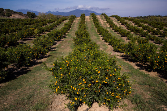 Des visions d’avenir sur la filière agrumicole corse