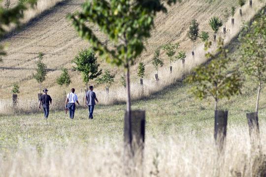 Diversification des cultures : une transition à penser à l’échelle des territoires