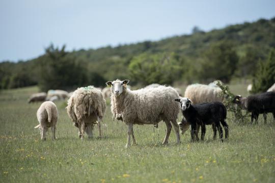 Genetic selection: a lever for sheep farming with less environmental impact