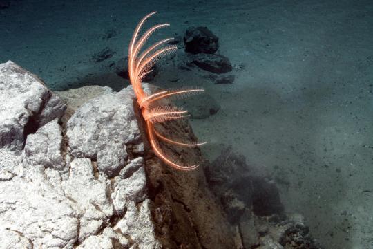 Le comité Éthique en commun livre son avis sur l’exploration des grands fonds marins