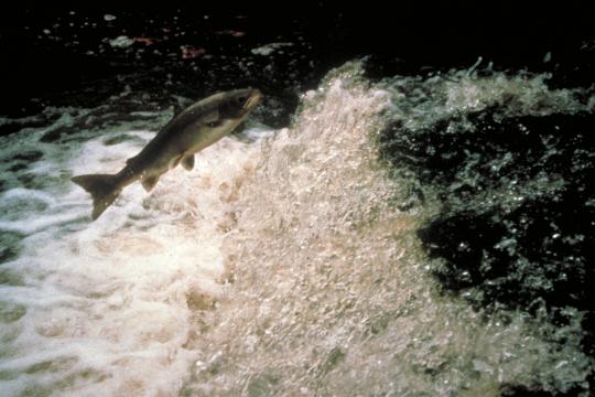 Anguille et Saumon : les scientifiques développent des outils pour avoir une vision plus globale de l’impact de l’homme sur les poissons migrateurs