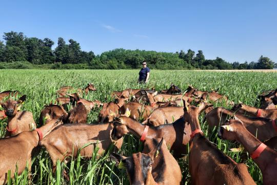 Un grand bol d’herbe pour les chèvres