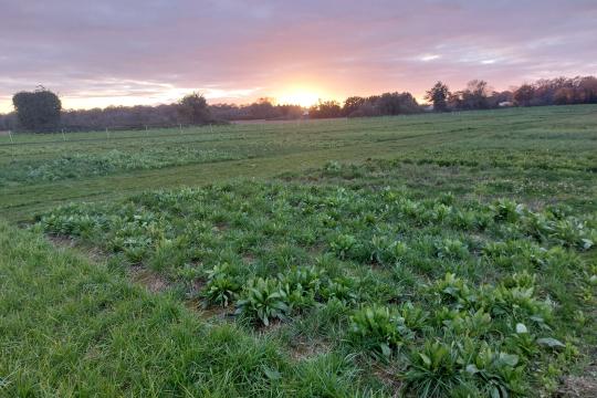 La diversité des prairies : un levier d’adaptation face à un climat plus chaud et plus sec