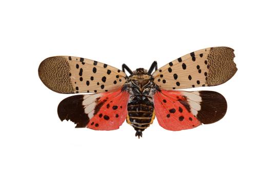 The spotted lanternfly: a threat for Europe’s vineyards and orchards