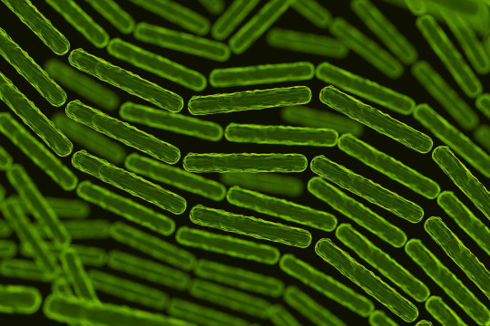 Création d’un Observatoire mondial des microbiomes  pour renforcer la santé globale à l’échelle internationale