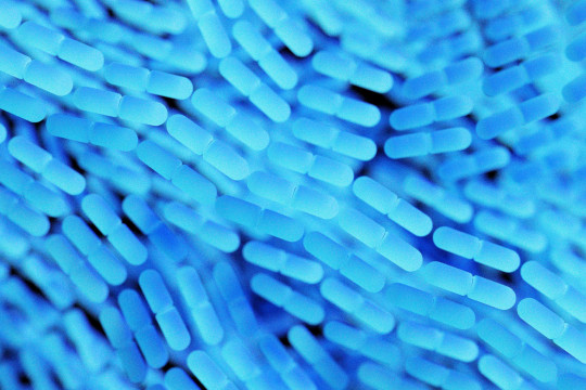 Maladies inflammatoires et chroniques de l’intestin : le rôle anti-inflammatoire d’une bactérie du microbiote intestinal ouvre la voie vers de nouvelles pistes thérapeutiques