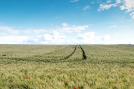 Production de blé : anticiper les risques climatiques en France d’ici 2100