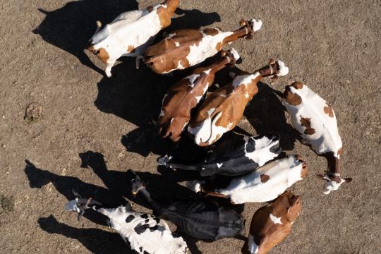 Dermatose nodulaire contagieuse : quand la surveillance devient un enjeu stratégique pour les élevages