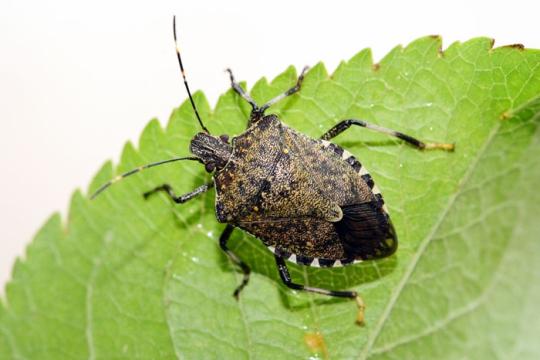 Expansion de la punaise diabolique en France :  le rôle capital des sciences participatives pour le suivi des espèces envahissantes