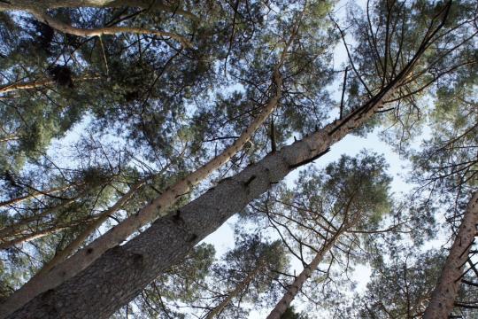 Décryptage - Préparer les forêts de demain