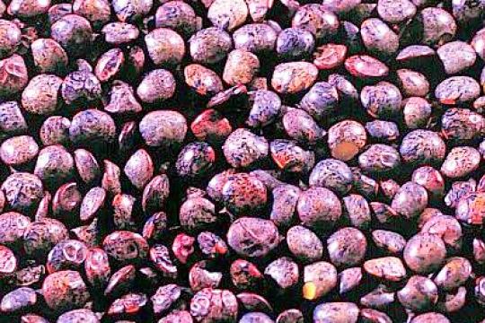 Les légumineuses : bonnes pour notre santé et celle de la planète