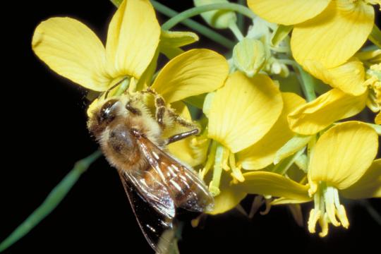 La pollinisation par les abeilles accroît la rentabilité des cultures de colza