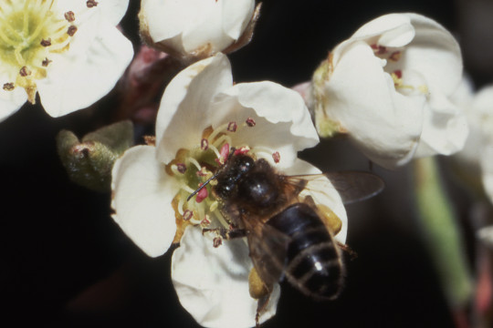 Phytopharmacovigilance: the effects of diamides on honey bees 