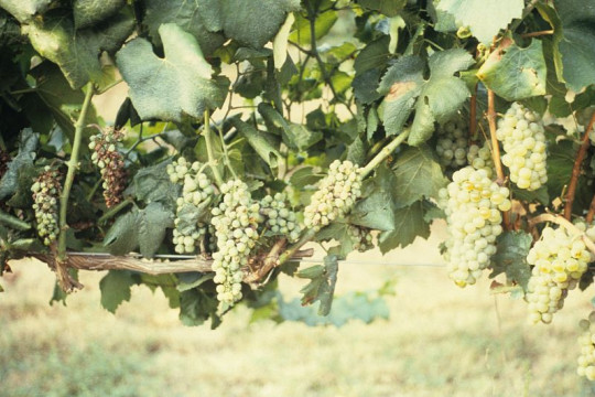 Une bourse ERC pour décrypter les signaux volatils d’une vigne menacée 