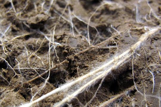 Phenotyping root growth using rhizotrons