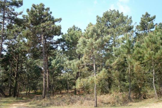 Qu’est-ce que le nématode du pin et comment lutter contre ce ravageur ?