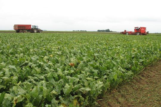 Rapport sur les alternatives existantes à l’usage d'insecticides néonicotinoïdes pour protéger les cultures