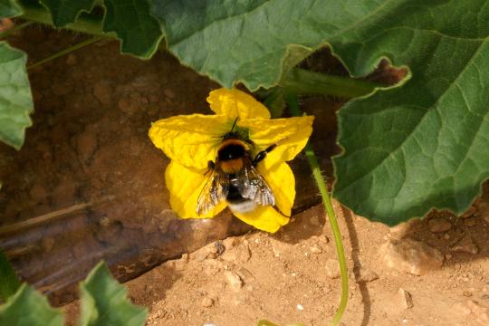 Des experts scientifiques internationaux évaluent le déclin des pollinisateurs dans le monde