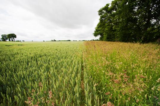 “European Chemical Pesticide-Free Agriculture in 2050”: the results of a groundbreaking foresight study
