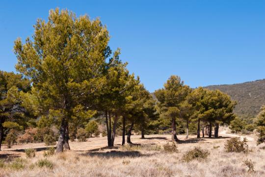 Mise à disposition de la plus grande base de données sur les arbres méditerranéens