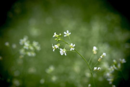 New insights into the secret of plant growth 