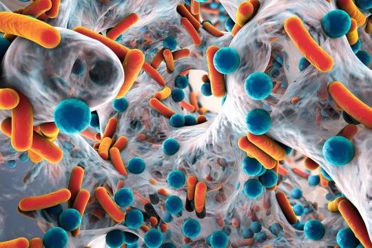 Microbiote intestinal : fonctionnement d’une bactérie vampire