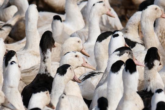 Grippe aviaire : une avancée prometteuse pour un vaccin protégeant les volailles contre tous les variants du virus H5N1