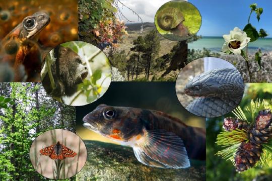 Protecting biodiversity worldwide: genetic diversity indicators are validated and ready for use