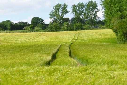 Reducing pesticide use in agriculture without lowering productivity