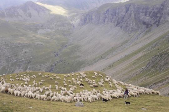 Towards sustainable mountain pastoralism