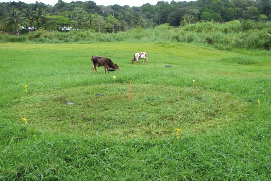 La chlordécone, un poison pour longtemps